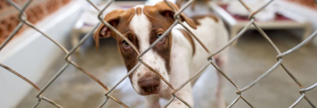 Dog at shelter looking for home