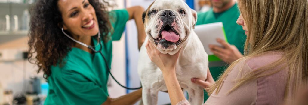 Bulldogs at vet for cariology.
