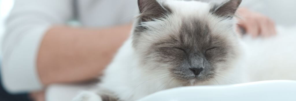 Persian cat cuddling with owner.
